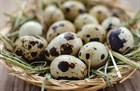 О пользе перепелиных яиц и их скорлупы О пользе перепелиных яиц и их скорлупы