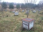 В гостях у Тверского пчеловода В гостях у Тверского пчеловода